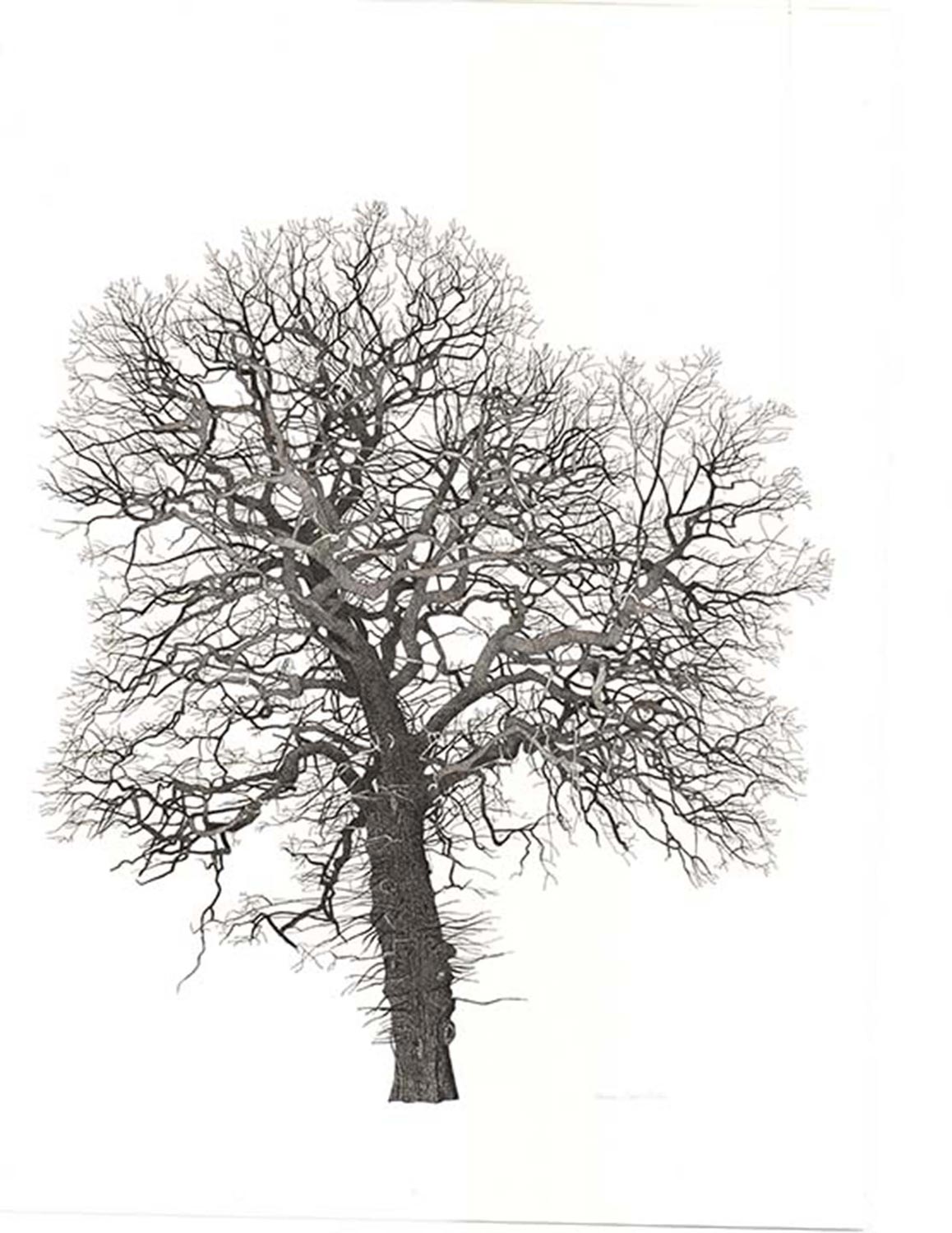 Pen and ink drawing of a Tree at Lostwithiel, Cornwall by Annie Ovenden. 30" x 20"
